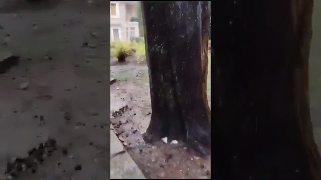 Какво представляват chemtrails за човечеството и природата - нагледно ✈️🌧