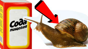 Как избавиться от улиток За 3 Секунды!