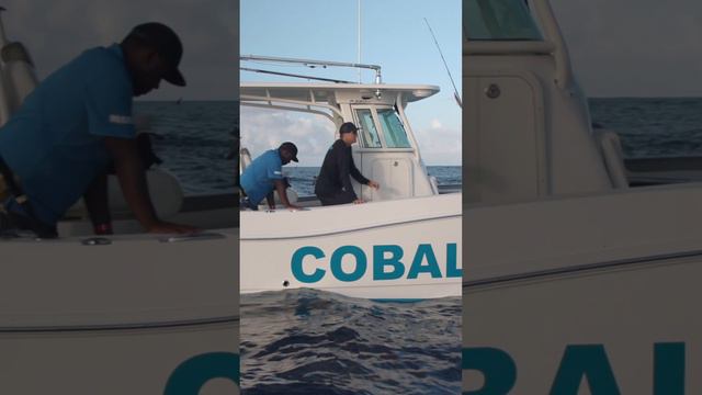 Couple of different ways to catch them... #tuna #fishing смотреть онлайн