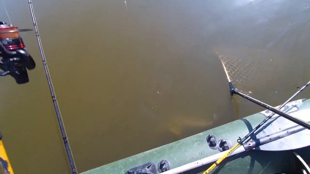 ЭТО НЕВЕРОЯТНО! Белый амур 10,5 кг, р. Хопёр, эпичное вываживание, как поймать крупную рыбу на реке