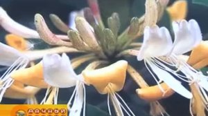Жимолость декоративная и съедобная