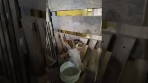 БиоБактерии на подстилку козам