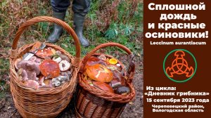 Сплошной дождь и красные осиновики. Дневник грибника 15 сентября 2023 года.