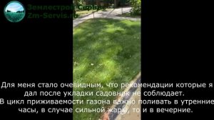 Восстановление рулонного газона после плохой приживаемости.
