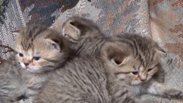 Вислоухие шотландские котята