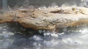 Тритоны отложили икру. Личинки за 10 дней.