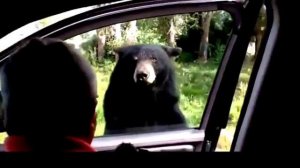 Медведь хотел залезть в машину