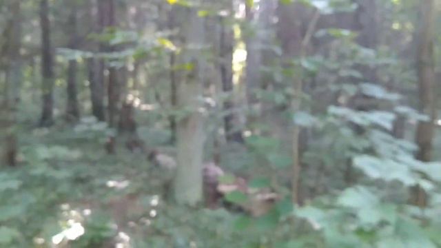 Прогулка по лесопарку Лосиный остров   🌳🌲🌳🌲   18.08.2020