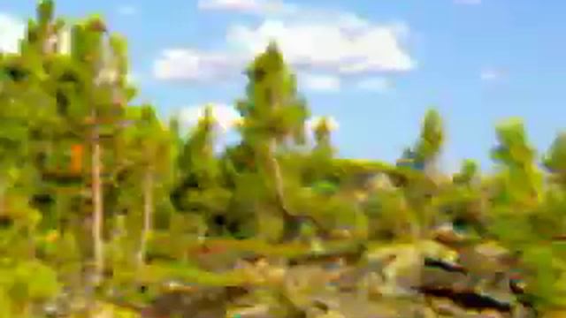 карлик кедр смотреть онлайн