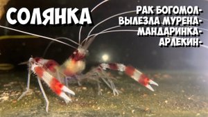 Рак Богомол | Риномурена | Мандаринка | Креветка Арлекин
