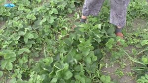 Три способа размножения клубники - какой из них лучше и проще?