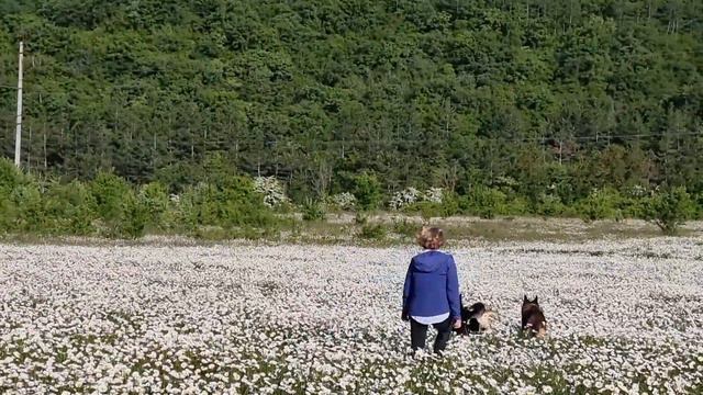 В Крыму цветут ромашки