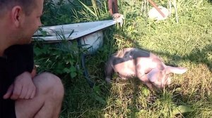 ТОП-3 Породы свиней для разведение на племя