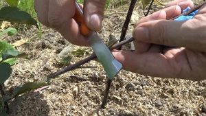 КАК СДЕЛАТЬ ЛЕТНЮЮ ОКУЛИРОВКУ ПОДВОЕВ?КЛОНОВЫХ ИЛИ СЕМЕННЫХ.