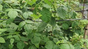 Малина Амира Маргарита Эндросадира Аделита 27августа