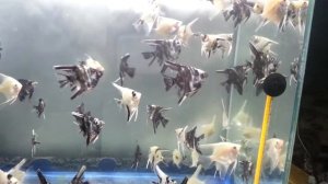 Мальки скалярии 2 месяца