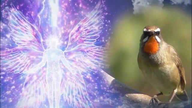 Матрица Гаряева для очищения организма под исцеляющее пенье соловья и звуки морской волны смотреть онлайн