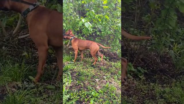 вышли с Громом на охоту за кошками | стаффордширский терьер Гром ⚡️ смотреть онлайн