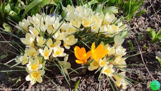 Весеннее солнышко и пение птиц исцеляет душу и тело/Звуки природы/Birdsong/Sounds of nature/Relax