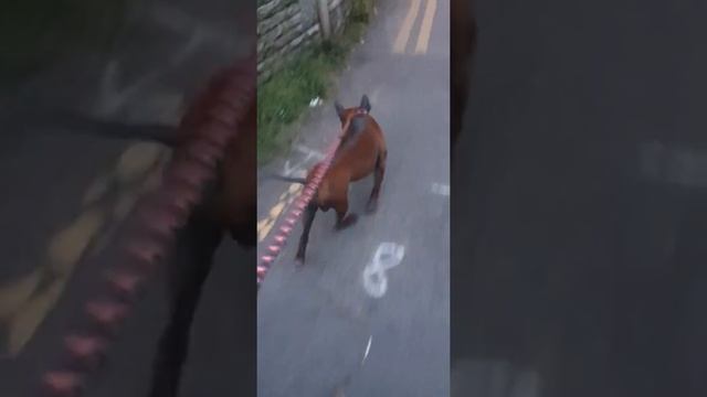 Chinese Chongqing Dog And Bulldog