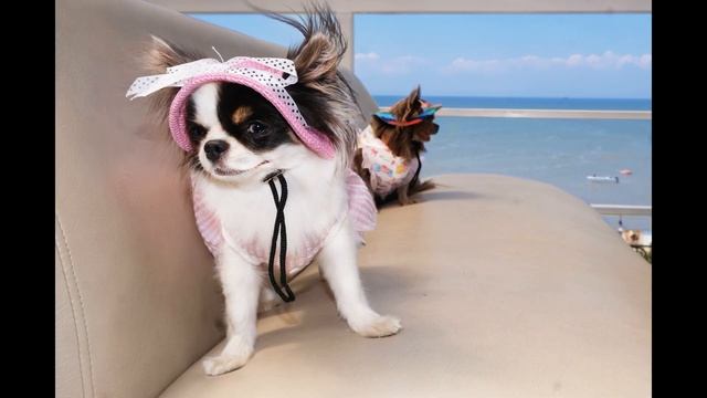 Море. Ейск. Чихуахуа. Впечатления и дорога домой смотреть онлайн