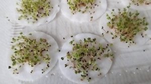 Оригинальные  способы выращивания микрозелени! Микрозелень на ватных дисках и  в пеленках.