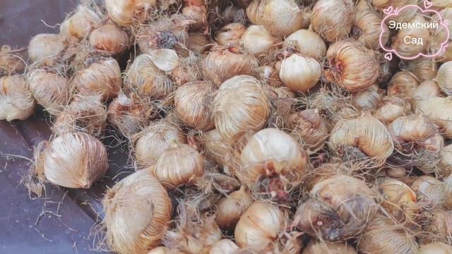 ИКСИЯ - многолетнее клубневое растение. Обзор луковиц из Голландии. смотреть онлайн