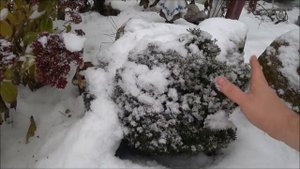 Туя западная тедди, особенности зимовки и ухода