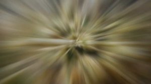 Дягиль (дягильник, ангелика, анжелика, коровник, сладкий ствол). Использование как специи и приправ