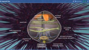 Морские ежи в 3 Д. Строение внешнее и  внутреннее. Лекция. Увлекательная биология.