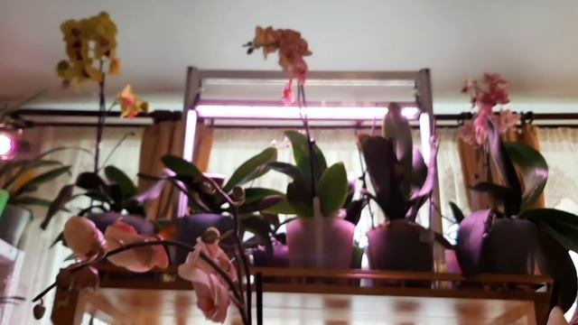 Обзор Новых Орхидей | Посадка в Мох | Phal. Lady Marmalade | Phal. Julia AM | Phal. Perfume Coffee смотреть онлайн