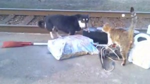 ДРУЖБА КОШЕК И СОБАК.mp4