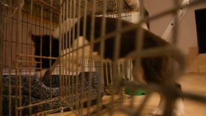 Айснехт Эдарика (4 месяца) Бордер Колли