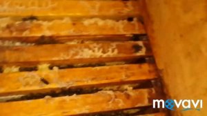 Зимовка пчёл на воле без утепления и холстика