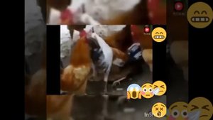 СЛАБОНЕРВНЫМ НЕ СМОТРЕТЬ! ЖЕСТЬ! ИЗНОСИЛОВАЛИ КУРИЦУ ДО СМЕРТИ