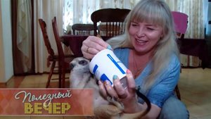 Ми ми ми недели! Сурикат, попугай, шиншилла и два кота под одной крышей