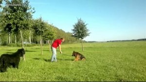 [Урок 12] Как научить собаку командам СТОЯТЬ, СИДЕТЬ, ЛЕЖАТЬ в комплексе