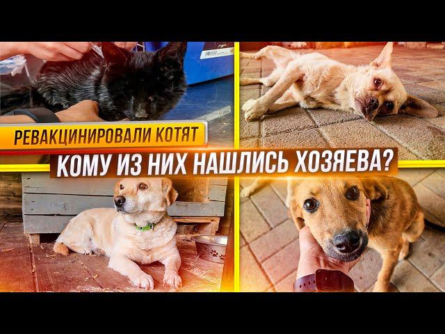 Кто из хвостиков нашел дом? Кормим белок. Вакцинировали повторно котят, скоро можно отпускать.