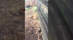 ДОМ ШКОЛЬНИКА