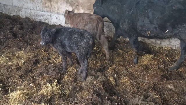 Абердин Ангус.морозное утро на ферме смотреть онлайн