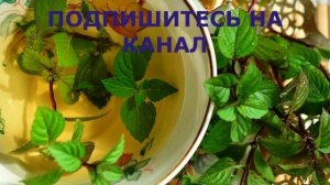Все О Мяте. Что Может Мята, Если Каждый День Пить Мятный Чай