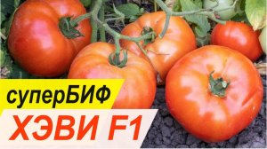 ХЭВИ F1 - ранний суперБИФ - Добрые Семена.ру