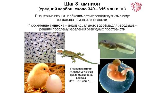 Основные этапы развития жизни на Земле