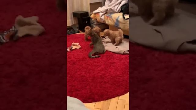 Вот что называется любовь кошки и щенков .🥰🖤💜 смотреть онлайн