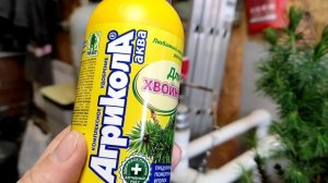 Оптимальные условия для роста ели Коника.