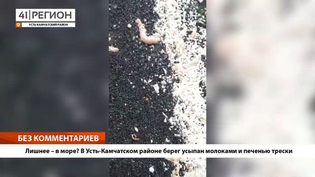 •БЕЗ КОММЕНТАРИЕВ: Лишнее – в море? В Усть-Камчатском районе берег усыпан молоками и печенью трески смотреть онлайн