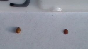 Seed Identification - Pansy / Alyssum