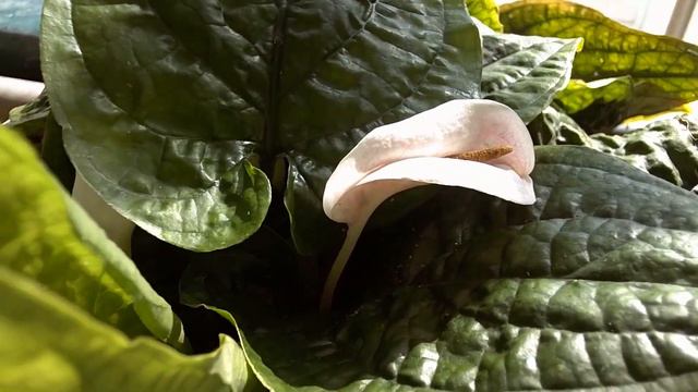 Greenhouses at Helsinki botanical gardens (PART 1) смотреть онлайн