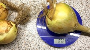 ? #7 Лук Эксибишен. Убираю и взвешиваю урожай. Выращиваю лук Эксибишен из семян от и до.