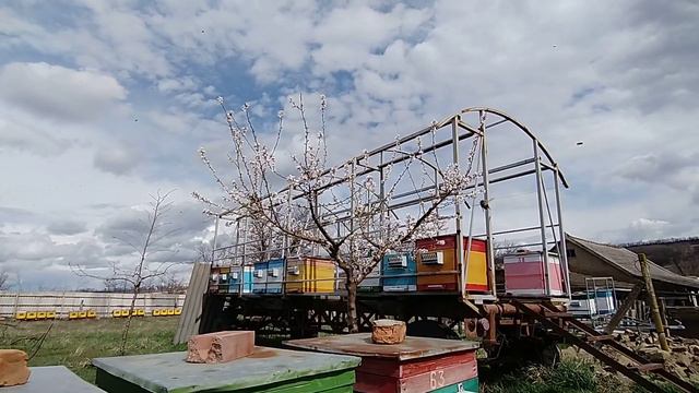 А пчелы работают несмотря ни на что. У природы свои планы на этот мир. смотреть онлайн